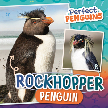 Rockhopper Penguin