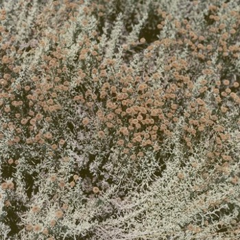 Music - CD If I Am Only My Thoughts Book