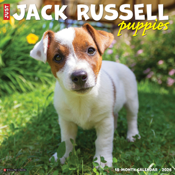 Calendar Jack Russell Puppies 2026 12 X 12 Wall Calendar Book