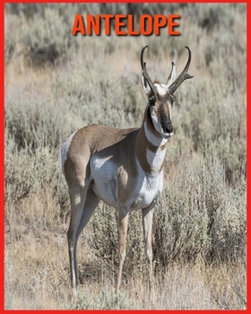 Antelope: Fun Facts and Amazing Photos of Animals in Nature