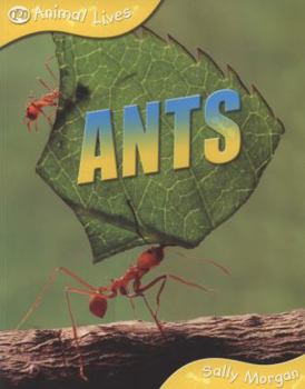 Paperback Ants. Sally Morgan Book