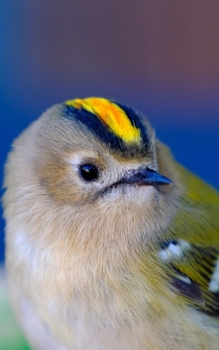Notebook: Goldcrest Bird Small Birds Gold Crest