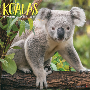 Koala Bears 2024 7 X 7 Mini Wall Calendar