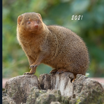 2021: Monthly Photo Calendar | January 2021 - December 2021 | Monthly Calendar with U.S./UK/ Canadian/Christian/Jewish/Muslim Holidays | Mongoose Photo Calendar
