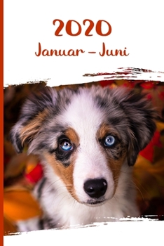 Kalender 2020: Australian Shepherd Hunde Tageskalender 1. Halbjahr Januar Juni ca DIN A5 weiß über 190 Seiten (German Edition)