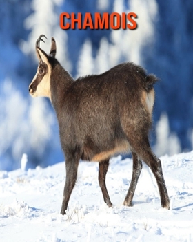 Chamois: Beautiful Pictures & Interesting Facts Children Book About Chamois