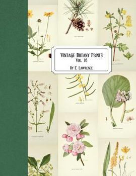 Paperback Vintage Botany Prints: Vol. 16 Book