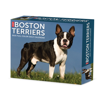 Calendar Boston Terriers 2025 6.2 X 5.4 Box Calendar Book