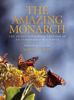 Hardcover The Amazing Monarch: The Secret Wintering Grounds of an Endangered Butterfly Book