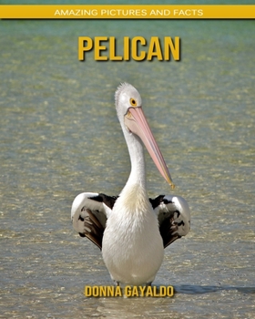 Pelican: Amazing Pictures and Facts