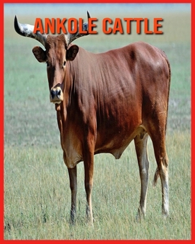 Ankole Cattle: Fascinating Ankole Cattle Facts for Kids with Stunning Pictures!