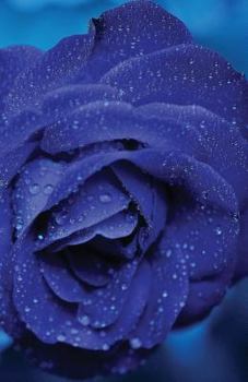 The Hacker-Proof Internet Address Password Book - Blue Rose : Alphabetical Website Username and Password Organizer Logbook Notebook