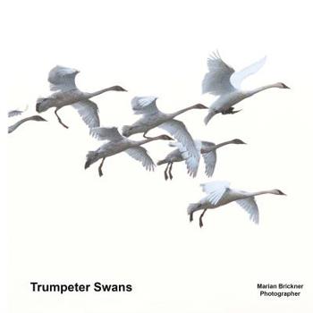 Paperback Trumpeter Swans Book