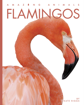 Paperback Flamingos Book