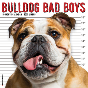Calendar Bulldog Bad Boys 2025 12 X 12 Wall Calendar Book
