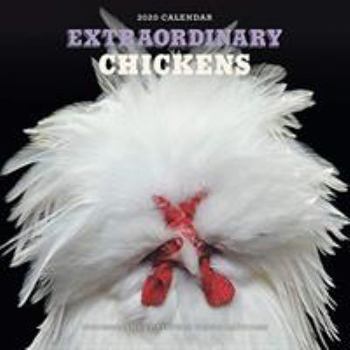Calendar Extraordinary Chickens 2020 Wall Calendar Book