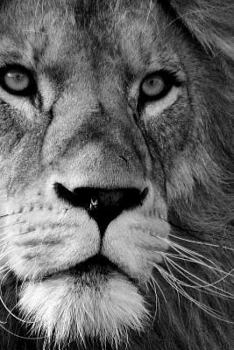 Paperback Predator Notebook Book