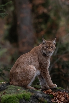 Paperback A Portrait of a Bobcat Journal: 150 Page Lined Notebook/Diary Book