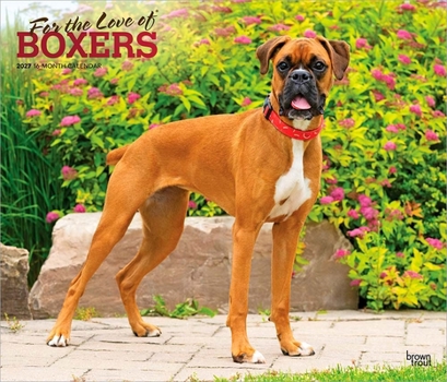 For the Love of Boxers 2027 14 X 24 Inch (Hanging) Monthly Deluxe Wall Calendar Foil Stamped Cover Plastic-Free
