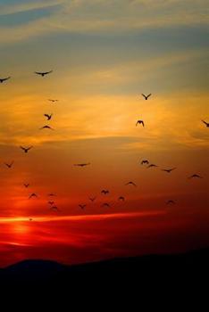 SUNSET FLIGHT: Beautiful