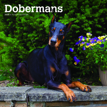 Calendar Dobermans 2023 Square Book