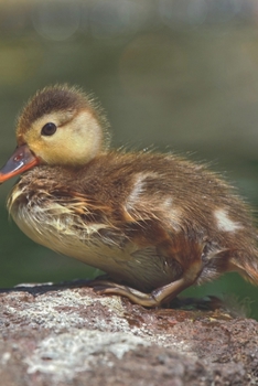 Paperback The Dreamers BREATH: the dreamers series book6 Book