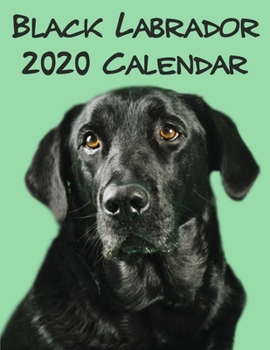 Black Labradors Calendar 2020