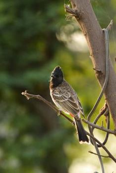 Paperback Common Bulbul (Pycnonotus Barbatus) Bird Journal: 150 page lined notebook/diary Book