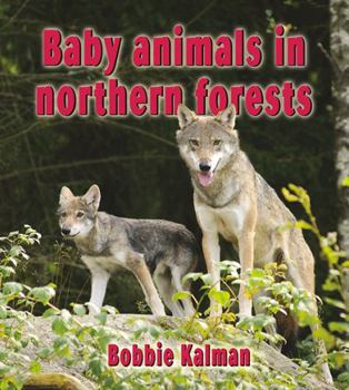 Paperback Baby Animals in Northern Forests Book