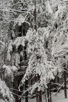 2020 Weekly Planner Winter Season Snowy Woods 134 Pages: 2020 Planners Calendars Organizers Datebooks Appointment Books Agendas