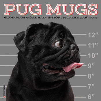 Calendar Pug Mugs 2025 7 X 7 Mini Wall Calendar Book