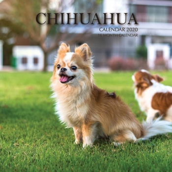 Paperback Chihuahua Calendar 2020: 16 Month Calendar Book