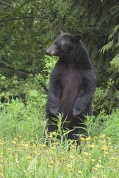 The Black Bear Journal: 150 Page Lined Notebook/Diary