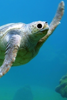 Googly Eye Sea Turtle: 100-page blank lined journal featuring a sea turtle with googly eyes