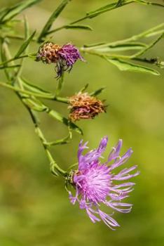 Paperback Knaphead Purple Centaurea Pseudophrygia Flowers Journal: Take Notes, Write Down Memories in this 150 Page Lined Journal Book