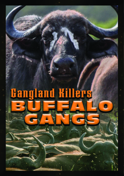 DVD Gangland Killers: Buffalo Gangs Book
