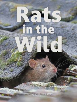 Rats in the Wild