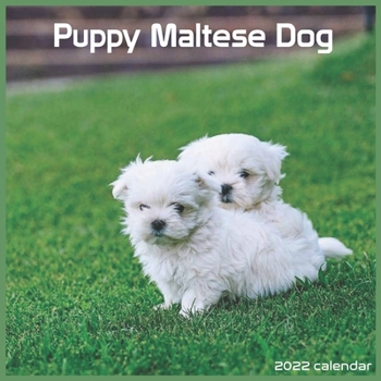 Maltese Dog Puppy 2022 Calendar: Offcial Maltese Dog breed 2022 Calendar 16 Months