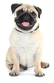 Paperback Pug Journal: Lined Journal, 120 pages, 5.5" x 8.5", Adorable Pug Image, Soft Matte Cover Book