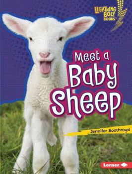 Meet a Baby Sheep - Book  of the Baby Farm Animals