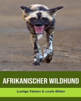 Afrikanischer Wildhund: Lustige Fakten & coole Bilder