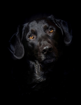 Daily Diary: Blank 2020 Journal Entry Writing Paper for Each Day of the Year | Labrador Rescue Puppy Dog Owner | January 20 - December 20 | 366 Dated ... Your Life, Set Goals & Get Things Done