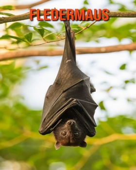 Fledermaus: Erstaunliche Fakten & Bilder