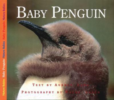 Baby Penguin (Nature Babies) - Book  of the Nature Babies