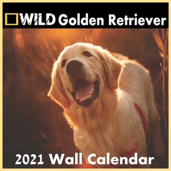 Golden retriever Calendar 2021: Golden retriever calendar 2021 "8.5x8.5" Inch 16 Months JAN 2021 TO APR 2022 finished adn Glossy