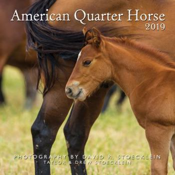 Calendar 2019 American Quarter Horse Calendar Book