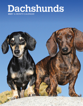 Calendar Dachshunds 2021 Engagement Book