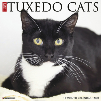 Calendar Just Tuxedo Cats 2020 Wall Calendar Book