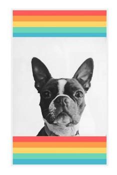 Boston Terrier