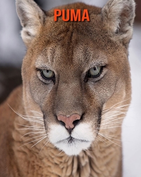 Puma: Informations Etonnantes & Images